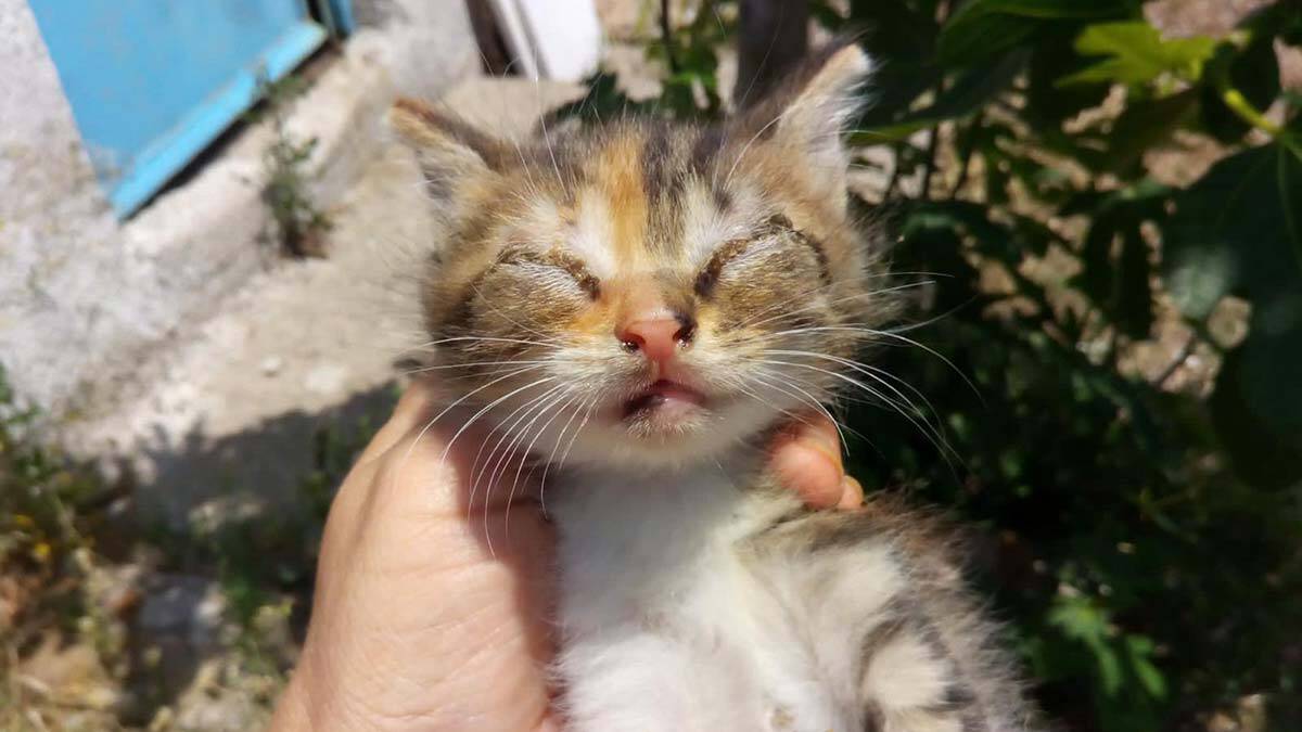 Çanakkale'nin Ayvacık ilçesindeki bir parkta zehirlenen 30'a yakın köpek ve kedi telef oldu. Hayvanseverler, sorumluların bulunmasını istedi.