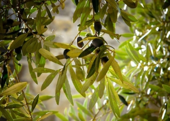 Anıt zeytin ağaçlarını koruma projesi