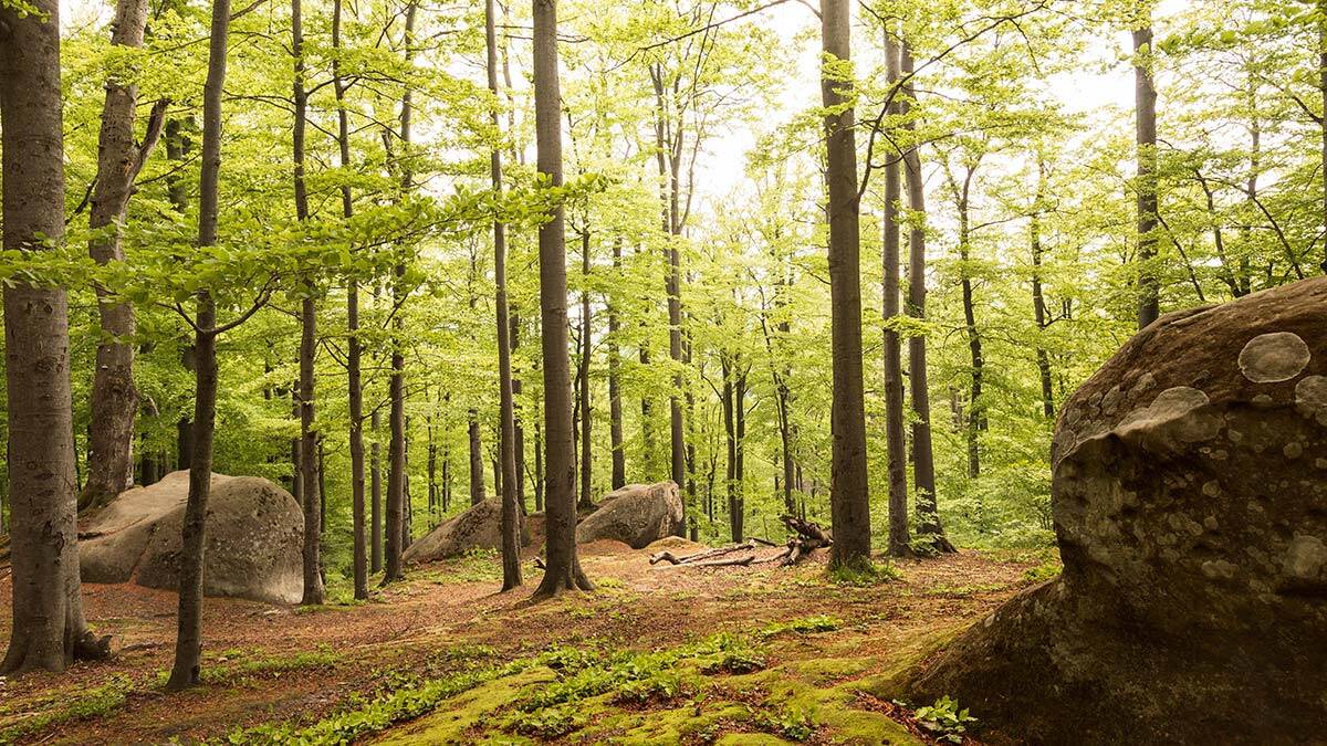 2 ilde daha ormanlara giriş yasaklandı