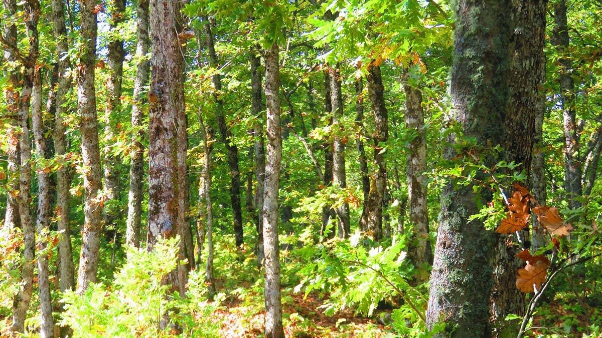 2 ilde ormanlara giriş yasaklandı
