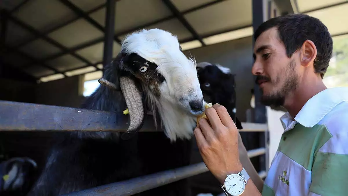 Antalya'da tayfun caner (29), 10 yıl boyunca çalıştığı turizm sektörünü bırakarak, 20 keçiyle kurduğu çiftlikte siparişlere yetişemiyor.