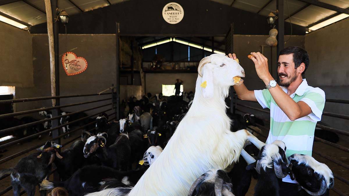 20 keçiyle kurduğu çiftlikte siparişlere yetişemiyor