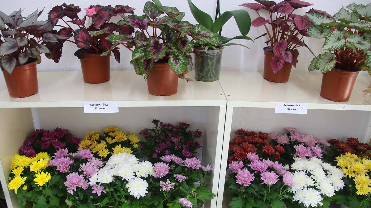 Çankaya Belediyesi bitki satış noktasına ilgi