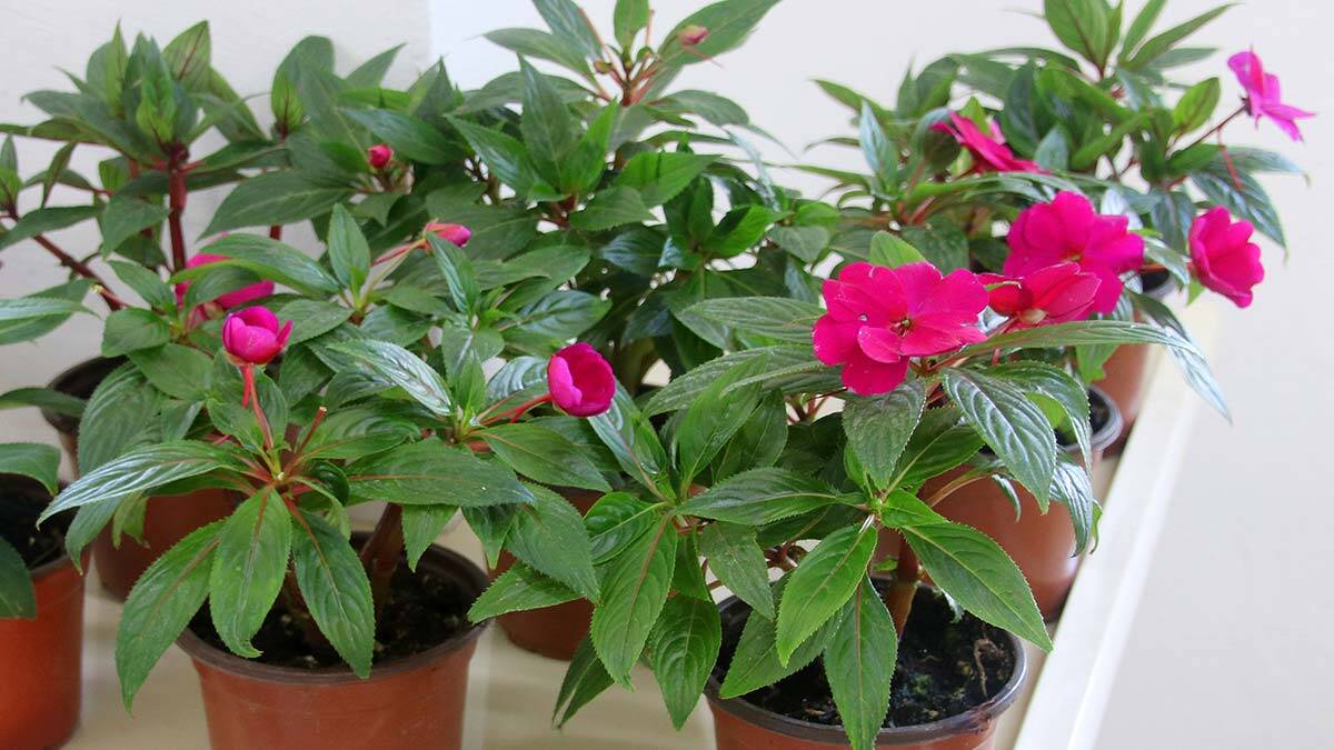 Çankaya Belediyesi bitki satış noktasına ilgi