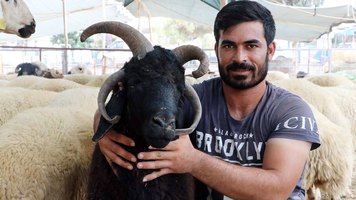 4 boynuzlu koç 10 bin liradan alıcı bekliyor