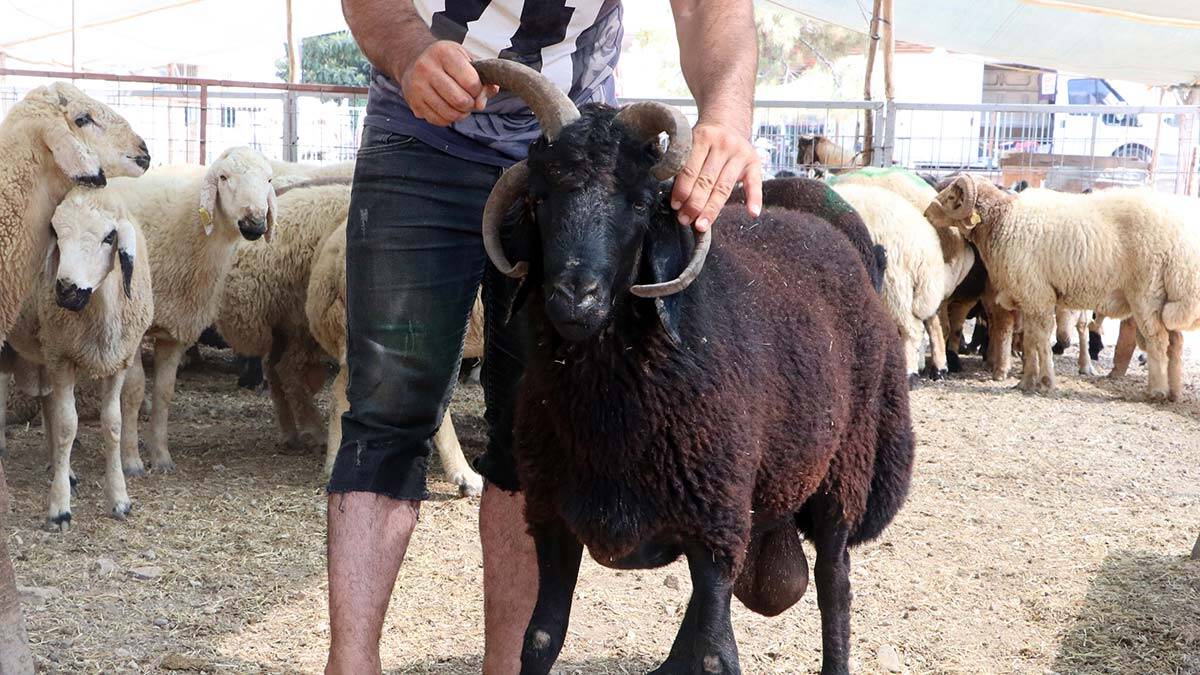 4 boynuzlu koç 10 bin liradan alıcı bekliyor