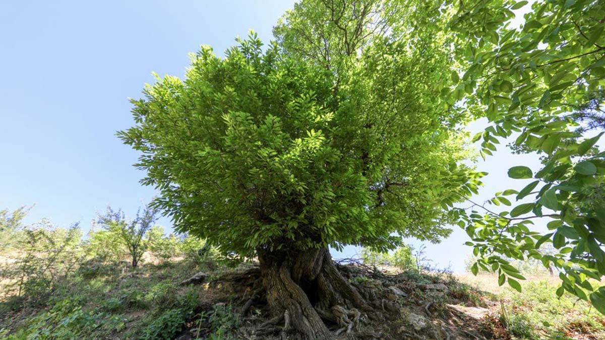 410 yıllık kestane ağacı anıt ağaç olarak tescillendi