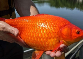 ABD'den Japon balığını göle bırakmayın uyarısı