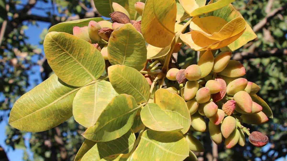 Antep fıstığı elektronik ortamda alınıp satılacak