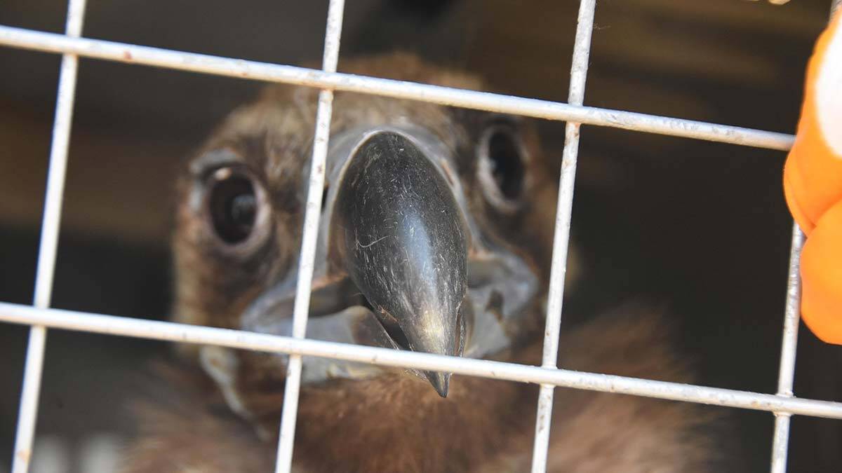 Avrupa'nın en büyük yırtıcı kuşu Bolu ve Eskişehir'de