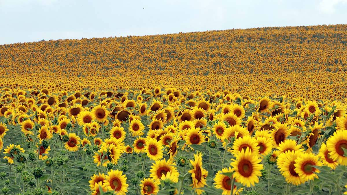 Ayçiçek yağı fiyatını yüksek rekolte düşürecek _