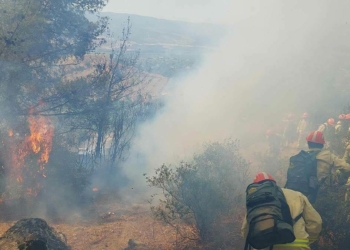 Aydın'da orman yangınında 2,8 hektar kızılçam yandı