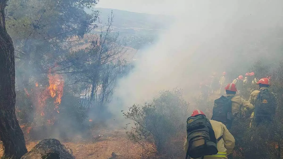 Aydın'da orman yangınında 2,8 hektar kızılçam yandı