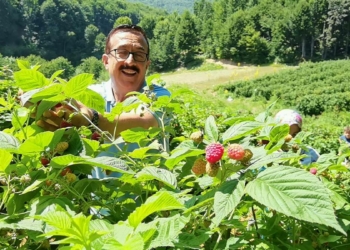 Bursa'da ahududu hasadı başladı