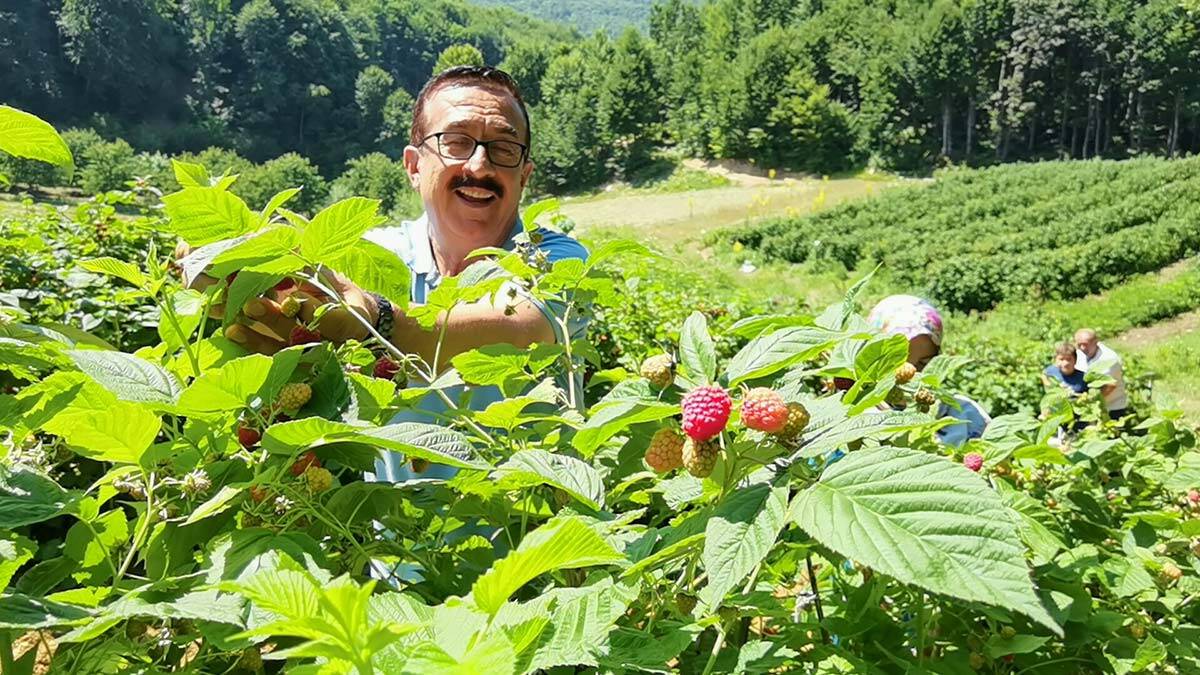Bursa'da ahududu hasadı başladı