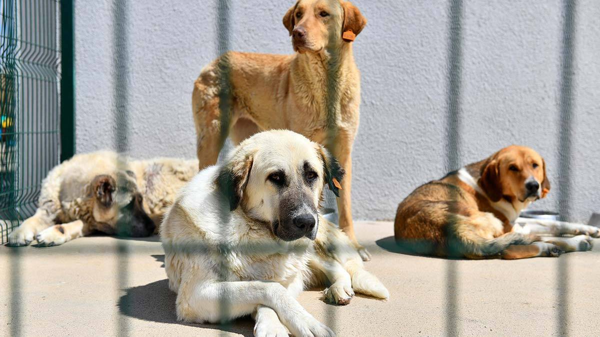 Büyükşehir Belediyesinden 700 Sokak Hayvanına Yeni Yuva