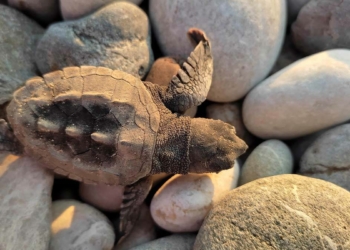 Caretta caretta yuva sayısı rekora gidiyor