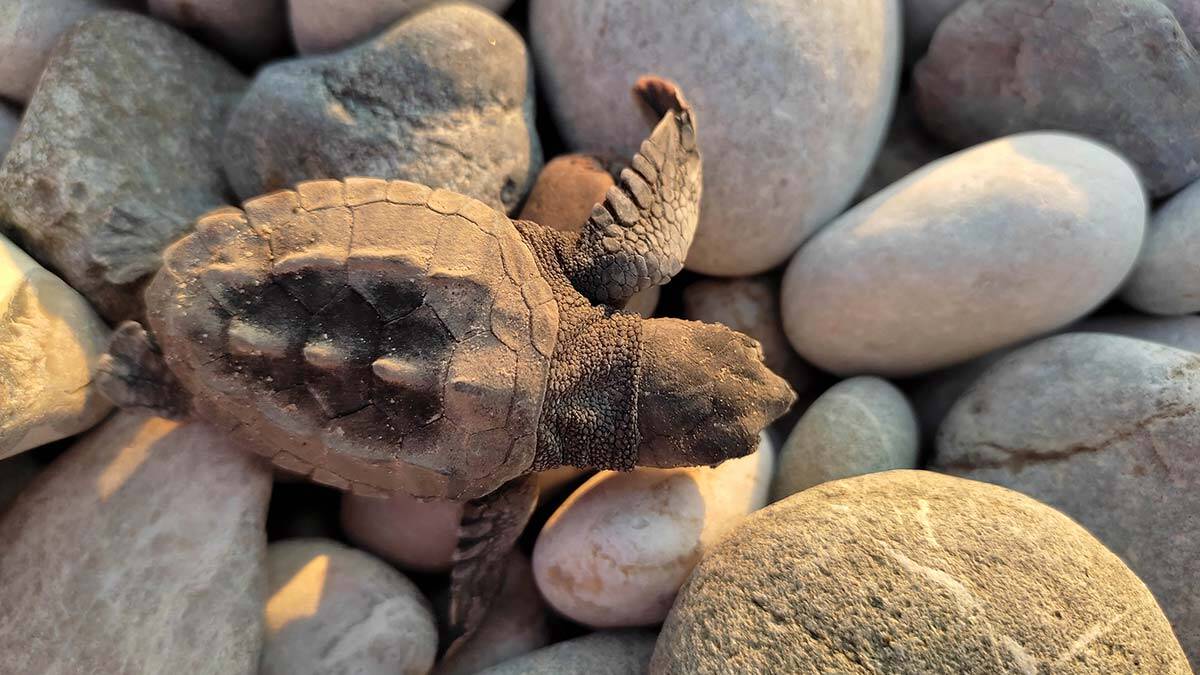Caretta caretta yuva sayısı rekora gidiyor