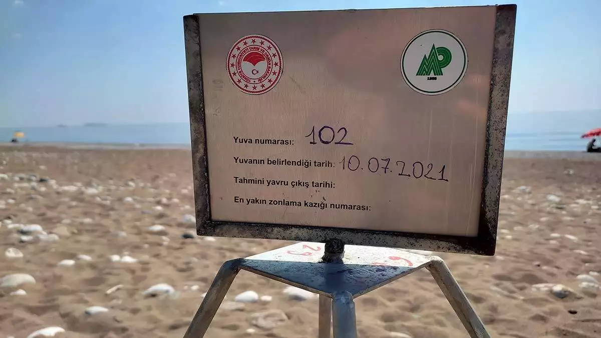 Caretta caretta yuva sayisi rekora gidiyor 2 - öne çıkan - haberton