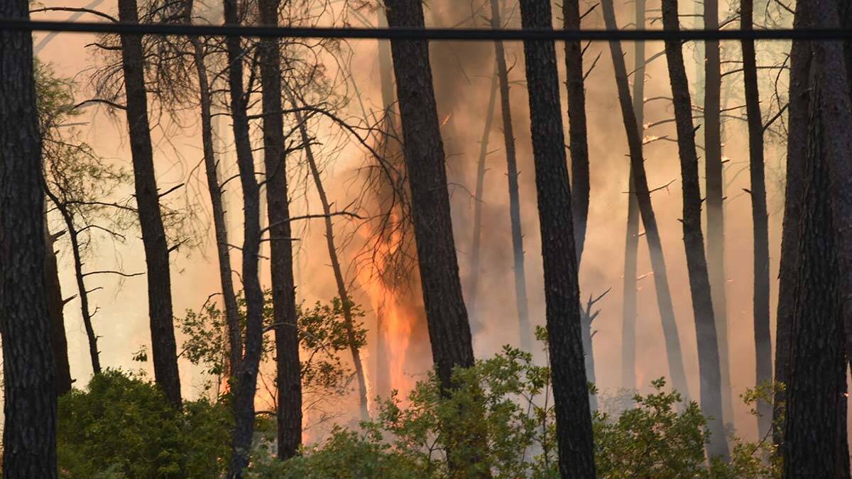 Cumhurbaşkanı yangın bölgesinde inceleme yaptı