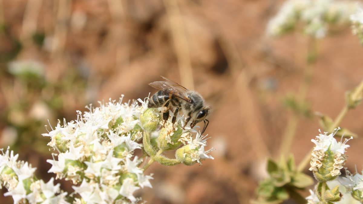 Dünya kekik ihracatının yüzde 70'i Türkiye'den_