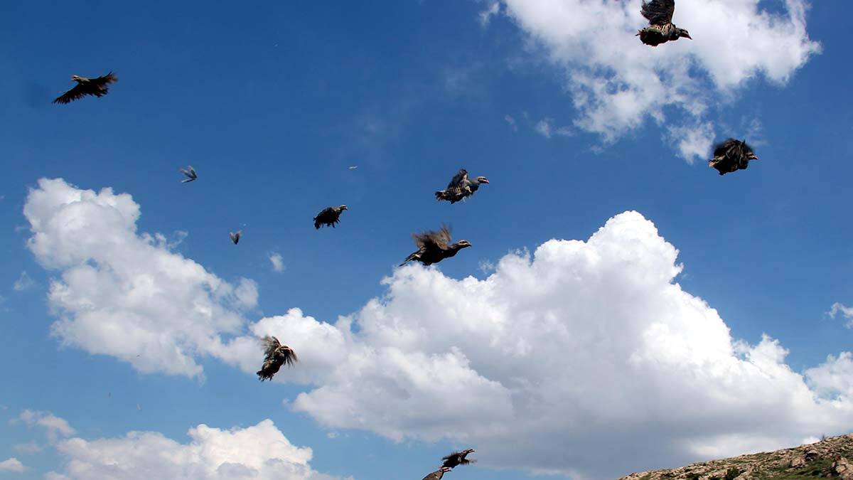 Ekolojik Sistem için 550 Kınalı Keklik Doğaya Bırakıldı