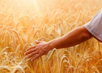 Gıda ve tarım ihracatı ilk 5 ayda % 15,6 arttı