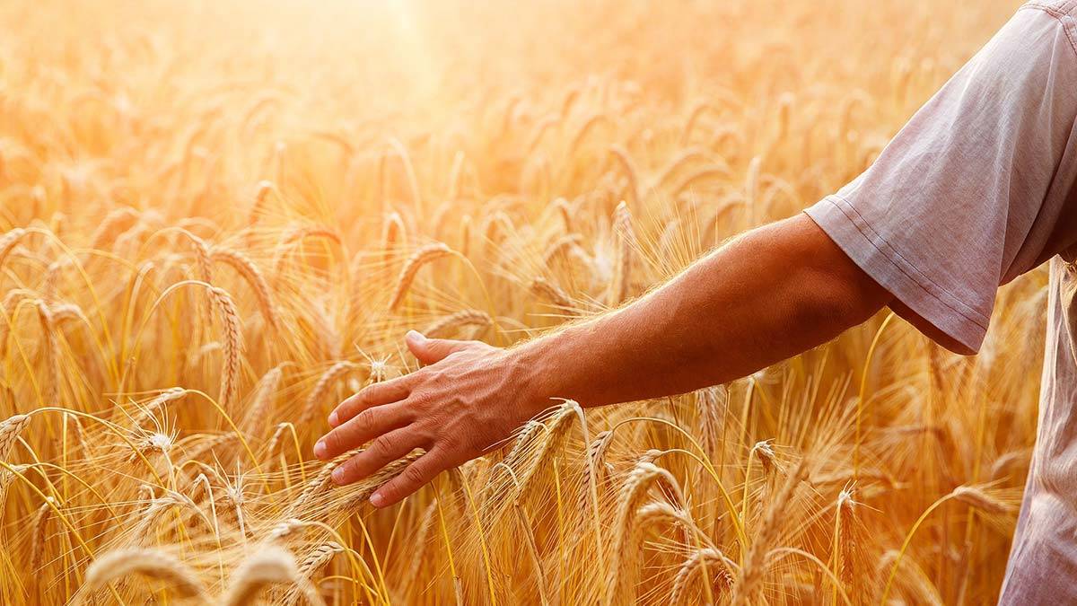 Gıda ve tarım ihracatı ilk 5 ayda % 15,6 arttı