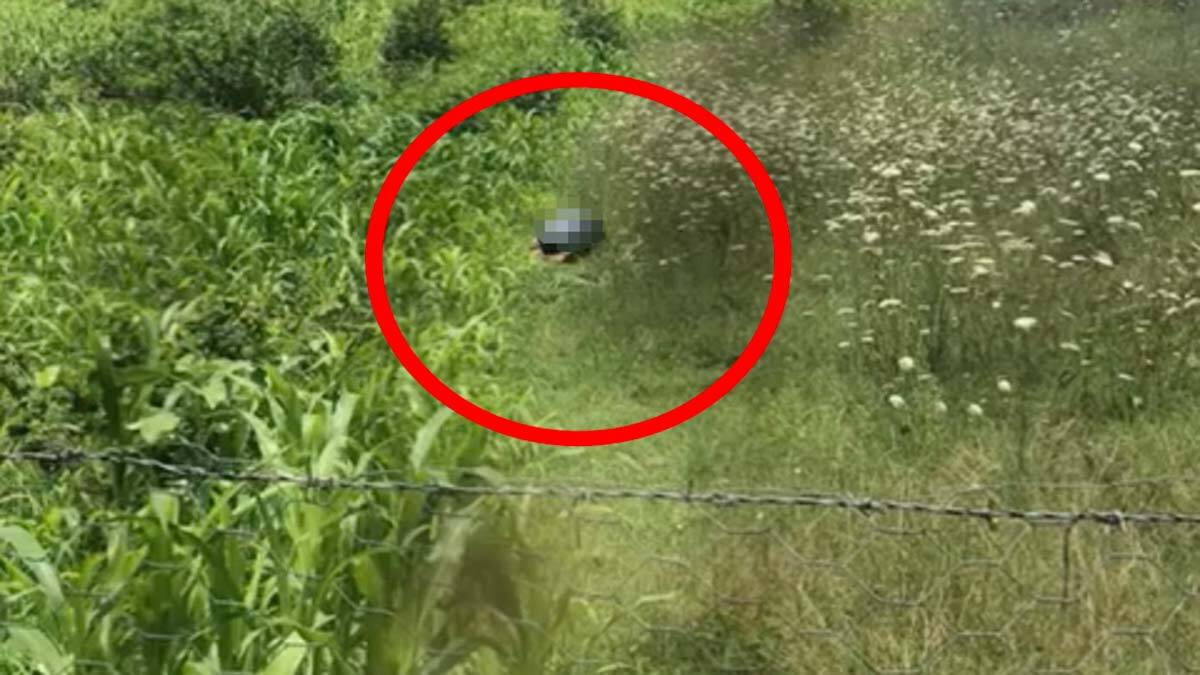 Hayvan Hakları Yasası ilk kez uygulanacak