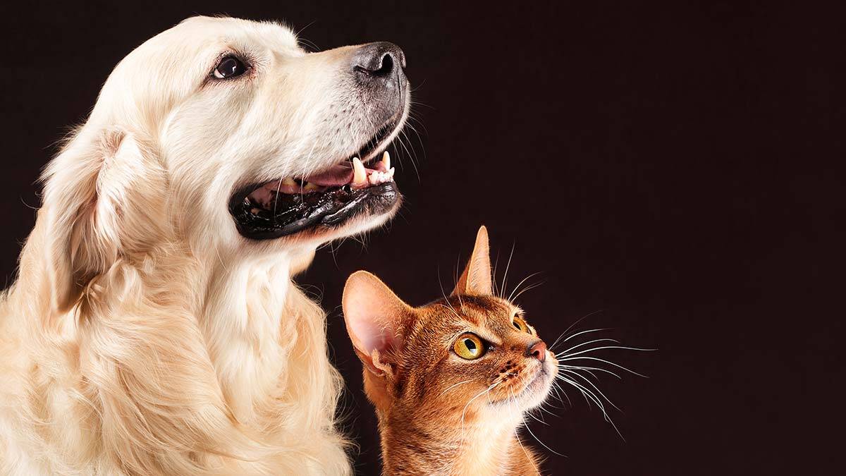 Hayvanları Koruma Kanun teklifine düzenleme