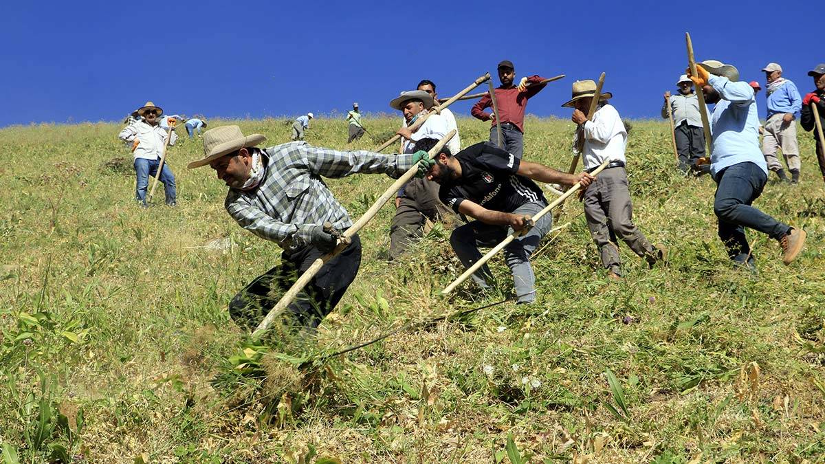 İmece usulü günde bin 200 ot bağı biçiliyor_4