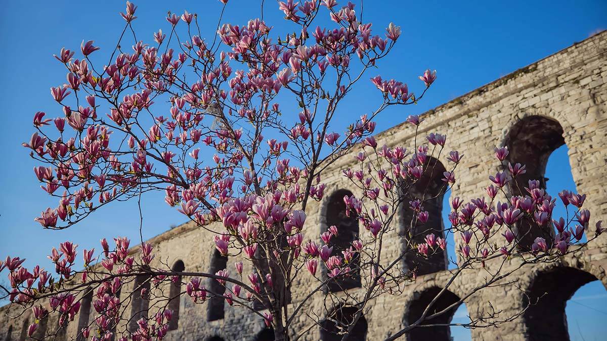 İstanbul'da ormanlara giriş yasaklandı