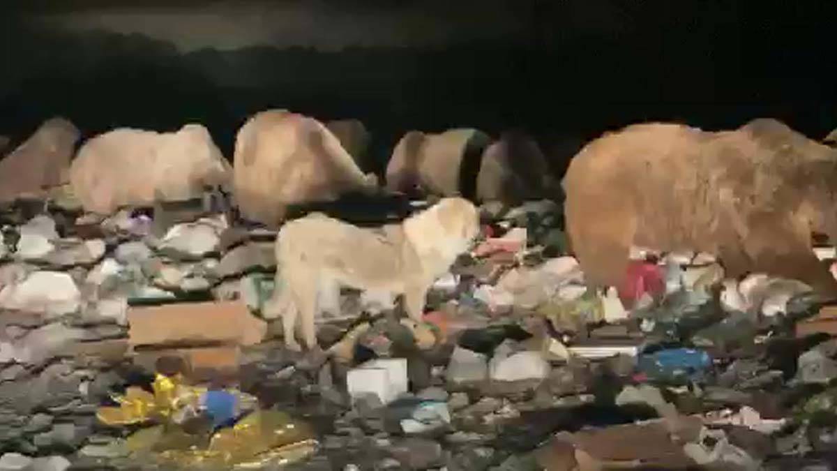 Kars Sarıkamış'ta ayılar ilçeye indi