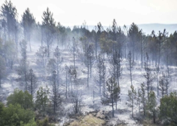 Kastamonu'da yangın 3 dönüme zarar verdi