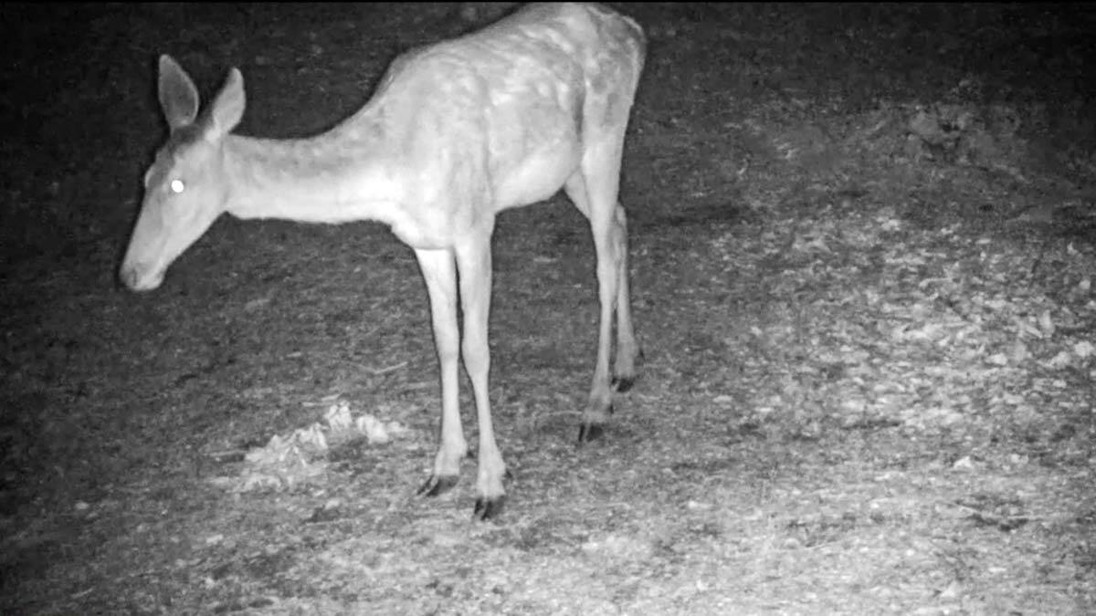 Kızıl geyikler fotokapan ile görüntülendi