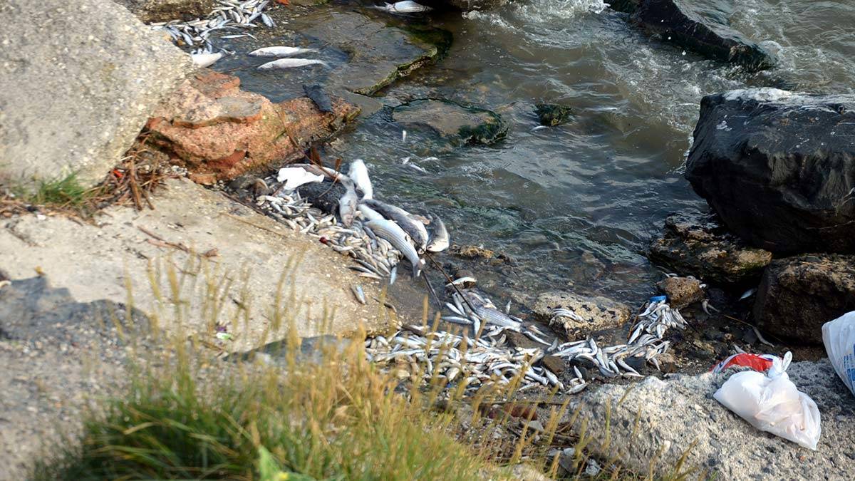 Küçükçekmece Gölü'ndeki Ölü Balıklar Endişe Yarattı