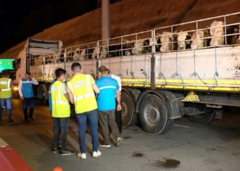 Kurban Bayramı için Hazırlıklar Başladı