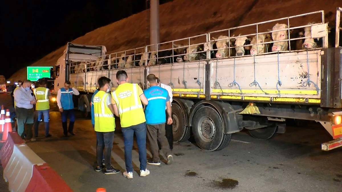 Kurban Bayramı için Hazırlıklar Başladı