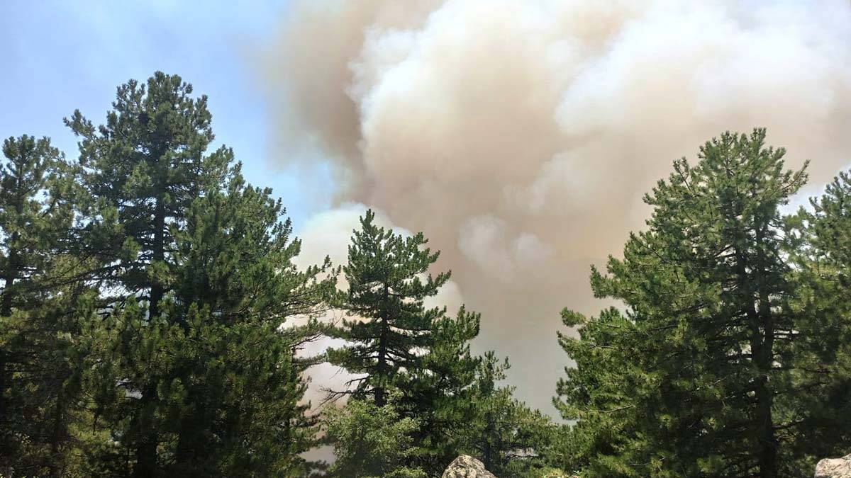 Kütahya'da orman yangını çıktı