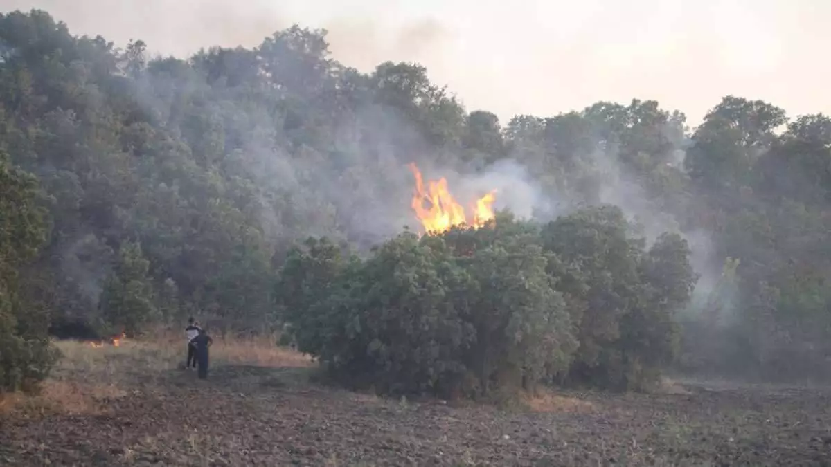 Manisa'da çıkan yangında 15 hektar alan etkilendi