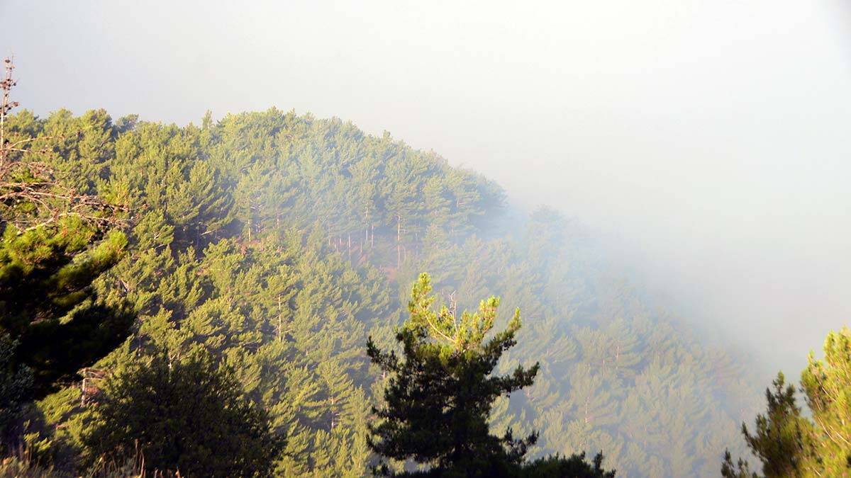 Mersin'deki yangına müdahale devam ediyor_2