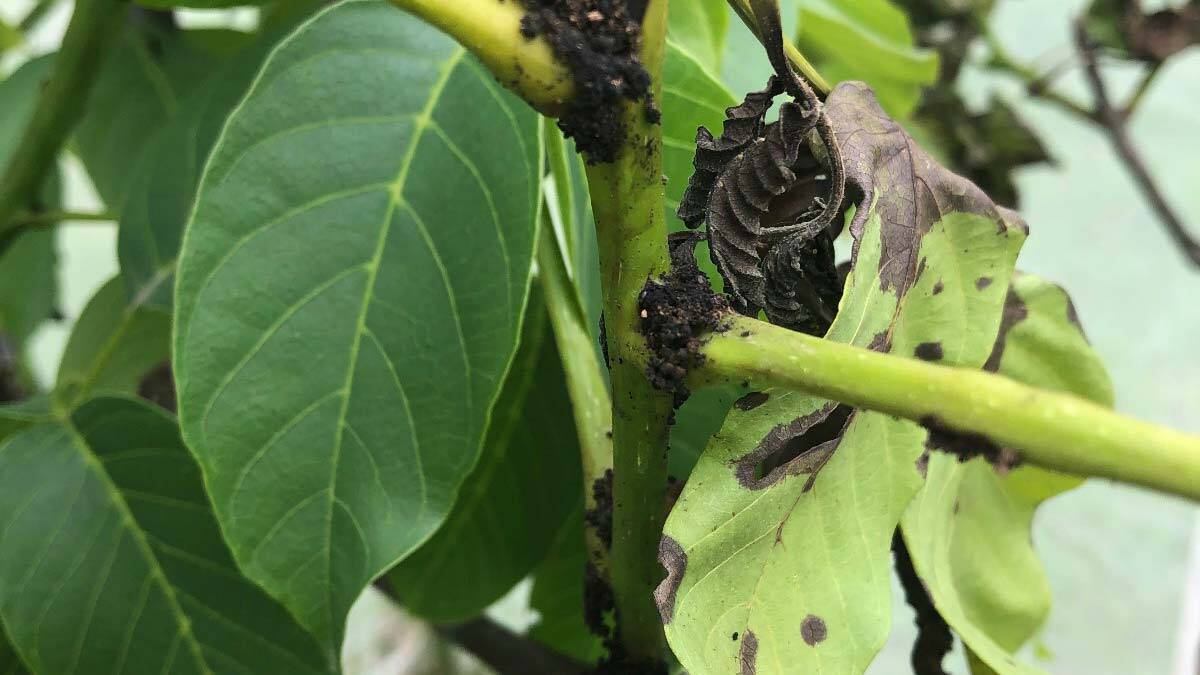 Romanya’daki ceviz zararlısına Türkiye'den makale_