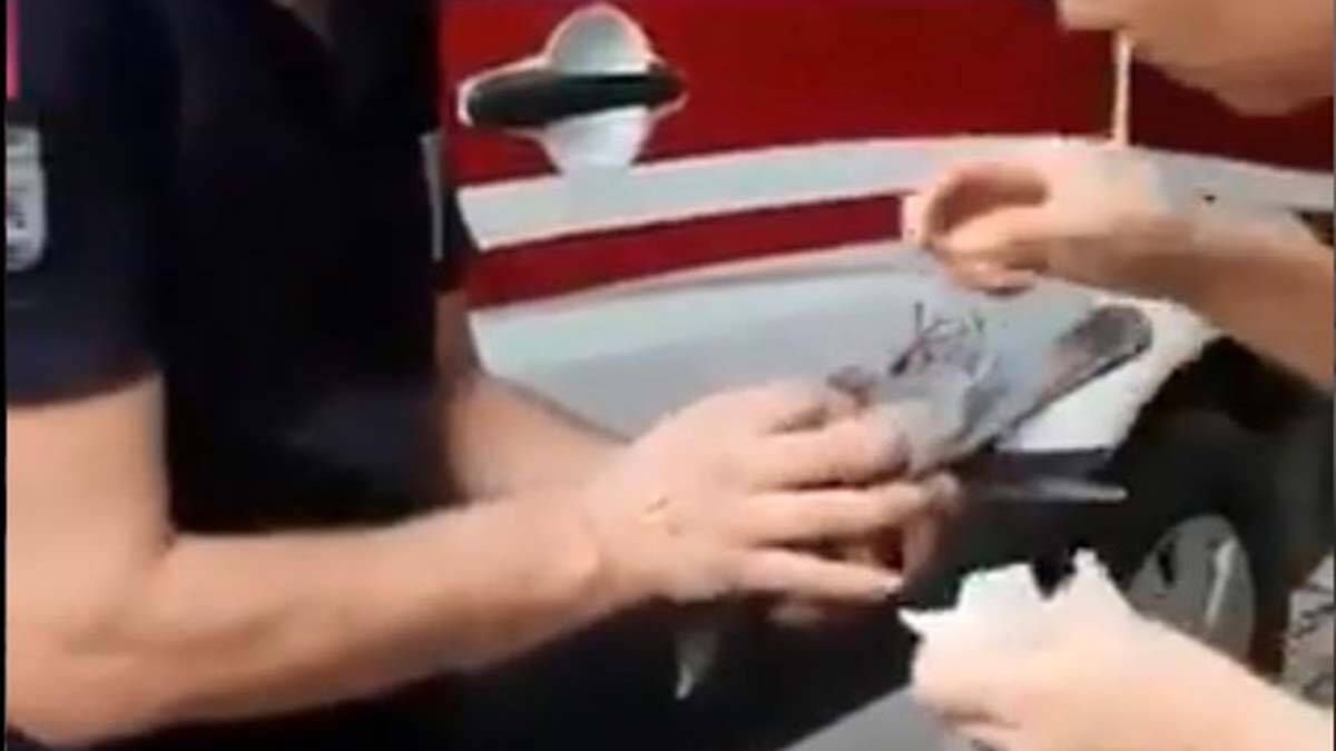 Sağlık çalışanları yaralı kuşu tedavi etti