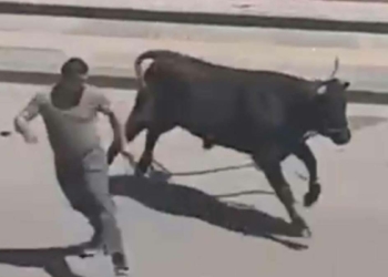 Sahibinden kaçan kurbanlık iğne ile sakinleştirildi