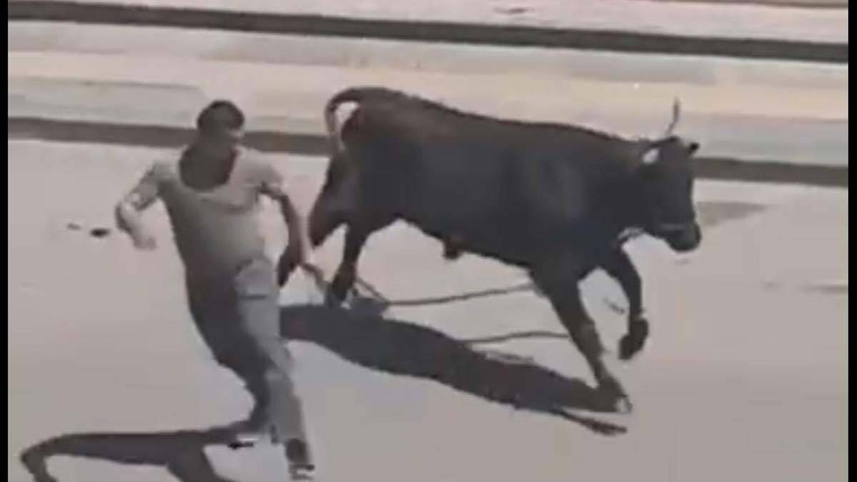 Sahibinden kaçan kurbanlık iğne ile sakinleştirildi