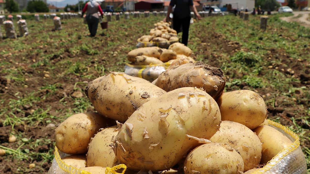 Sandıklı'da patates üretim alanları azaldı_