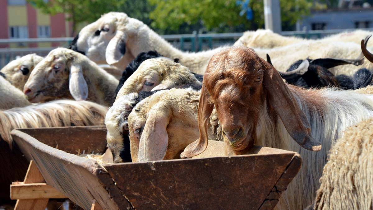 Satılamayan kurbanlıkları Et ve Süt Kurumu alacak