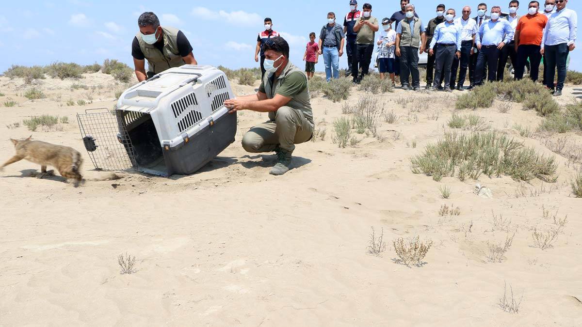 Saz kedisi iyileştirilip doğal yaşama bırakıldı_2