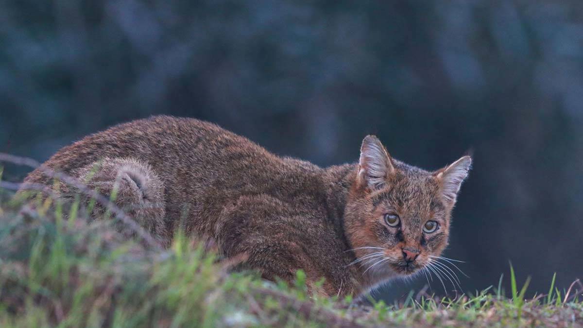 Saz kedisini 5 gün boyunca kayda aldı