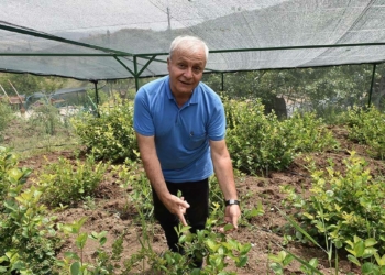 Büyükşehir'den Aronia Meyvesi'nin üretimine teşvik